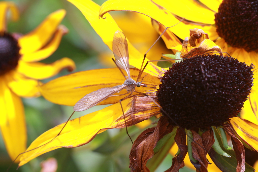 Common European Crane Fly