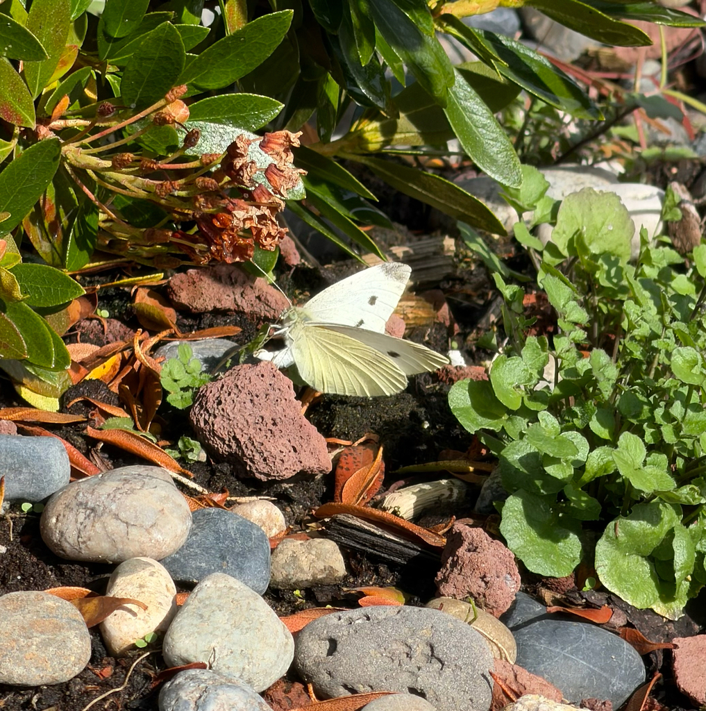 Small White