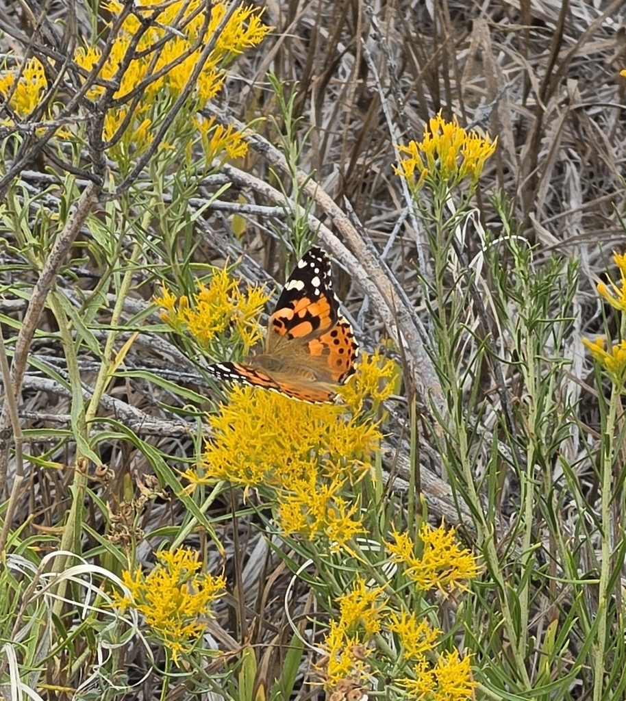 Painted Lady